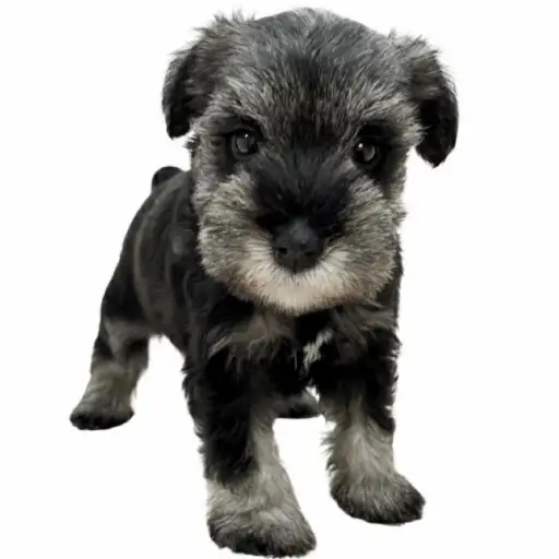 ミニチュア・シュナウザー