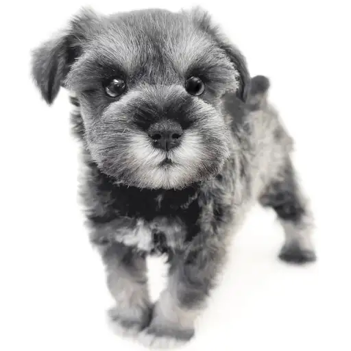 ミニチュア・シュナウザー