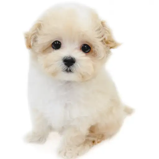 MIX（マルチーズ×トイプードル）