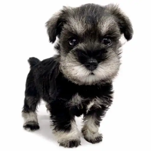 ミニチュア・シュナウザー