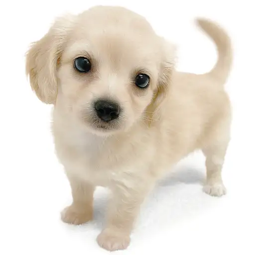 MIX（チワワ×ミニチュアダックスフント）