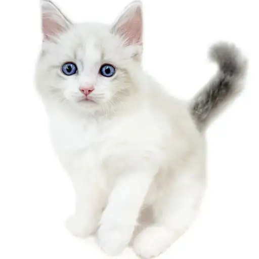 ネヴァマスカレード