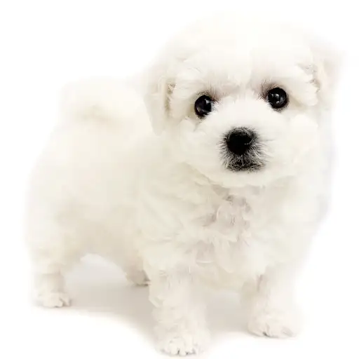 ビションフリーゼ