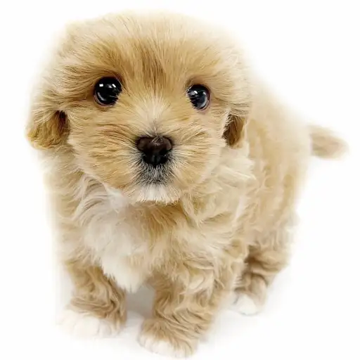 MIX（マルチーズ×トイプードル）