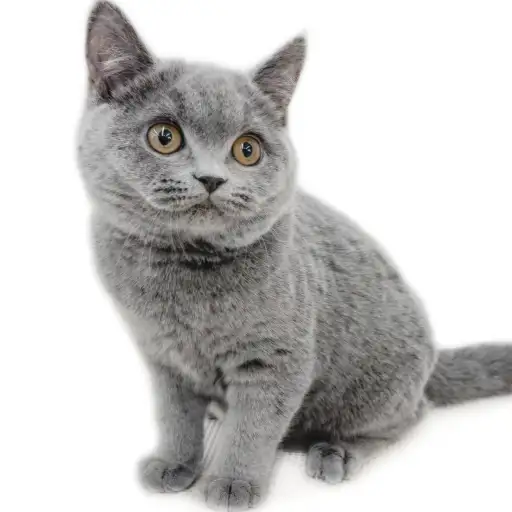 ブリティッシュショートヘア