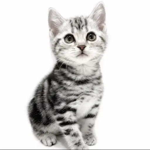 アメリカンショートヘア