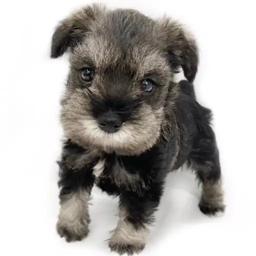 ミニチュア・シュナウザー