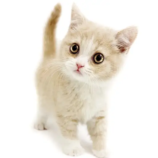 ブリティッシュショートヘア