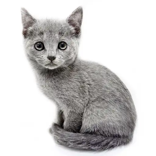 ロシアンブルー