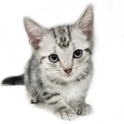 アメリカンショートヘア