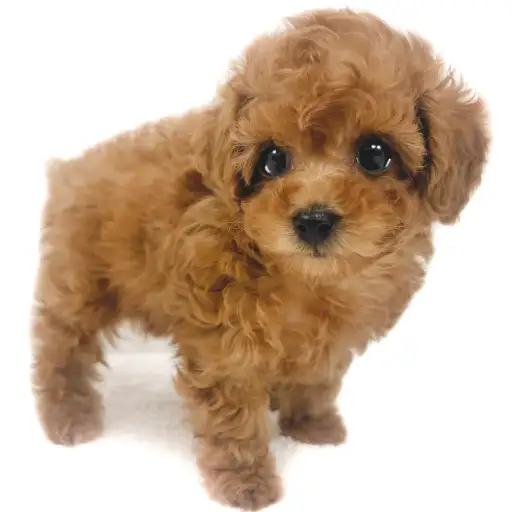 トイ・プードル