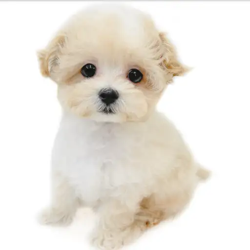 MIX（マルチーズ×トイプードル）