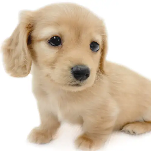 ミニチュア・ダックスフント