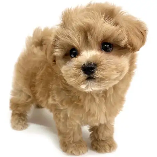 MIX（マルチーズ×トイプードル）