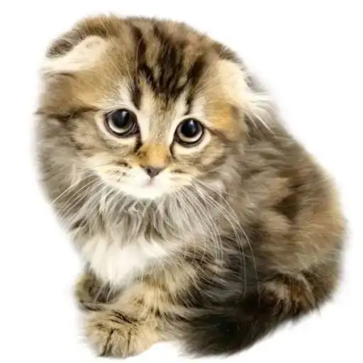 スコティッシュフォールド