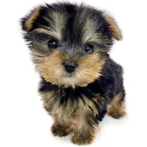 ヨークシャーテリア