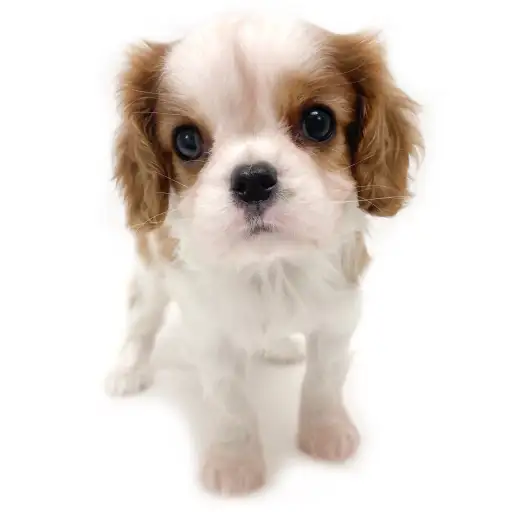 キャバリア・キングチャールズ・スパニエル