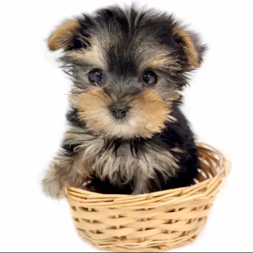 ヨークシャーテリア