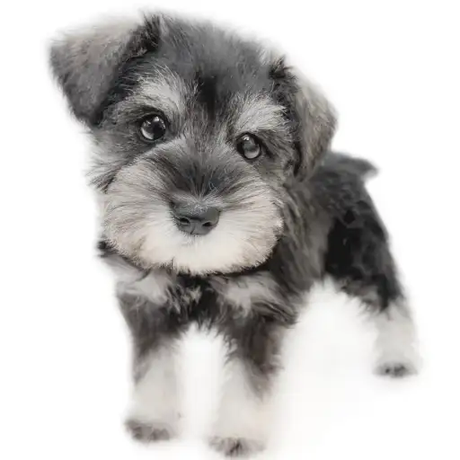 ミニチュア・シュナウザー