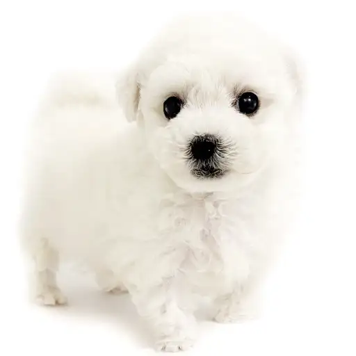 ビションフリーゼ