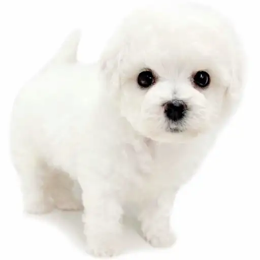 ビションフリーゼ