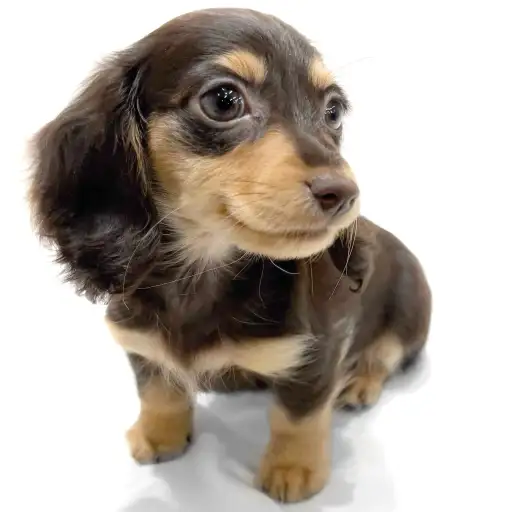 ミニチュア・ダックスフント