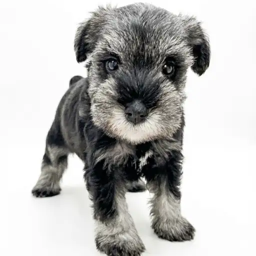 ミニチュア・シュナウザー