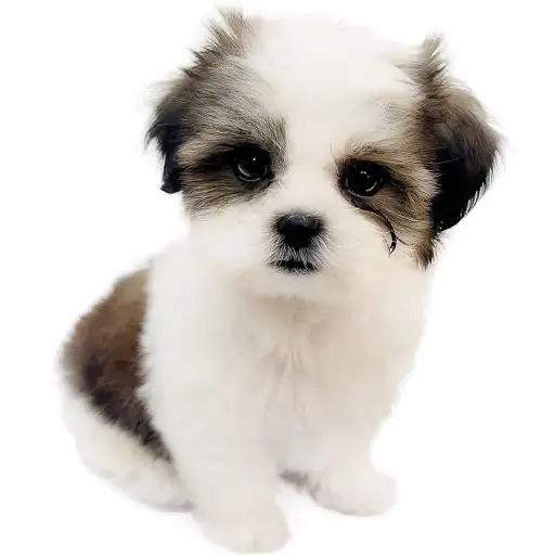 MIX（マルチーズ×シーズー）