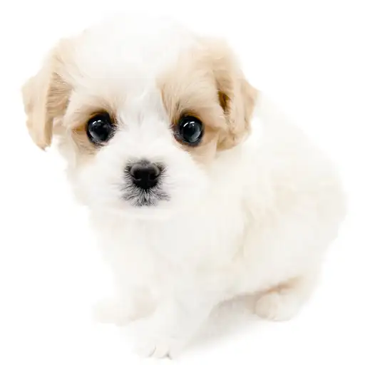 MIX（キャバリアキングチャールズスパニエル×ビションフリーゼ）