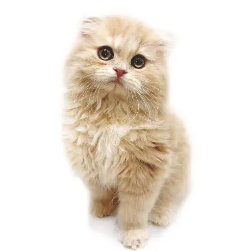 スコティッシュフォールド