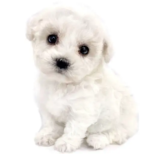 ビションフリーゼ