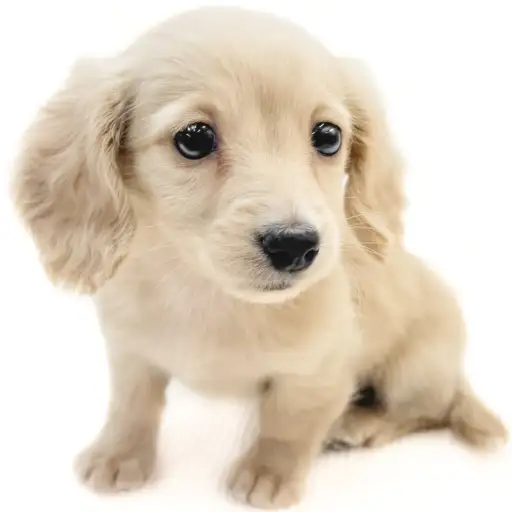 ミニチュア・ダックスフント