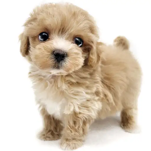 MIX（マルチーズ×トイプードル）