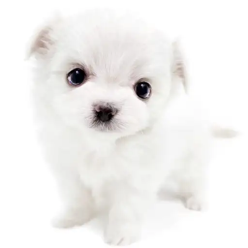 MIX（マルチーズ×チワワ）