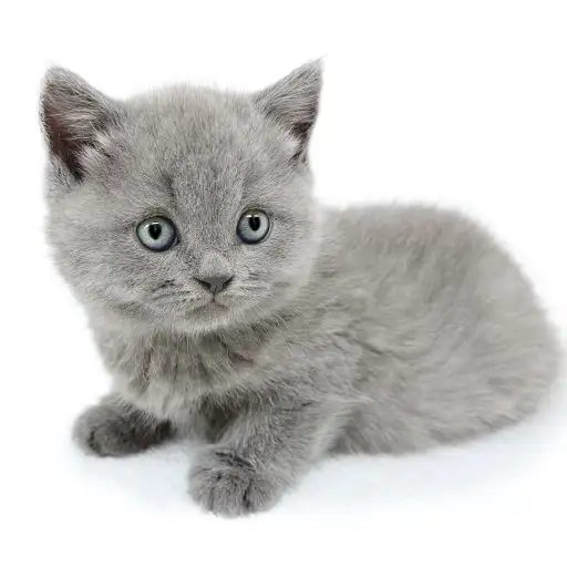 ブリティッシュショートヘア