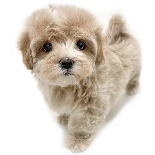 MIX（マルチーズ×トイプードル）