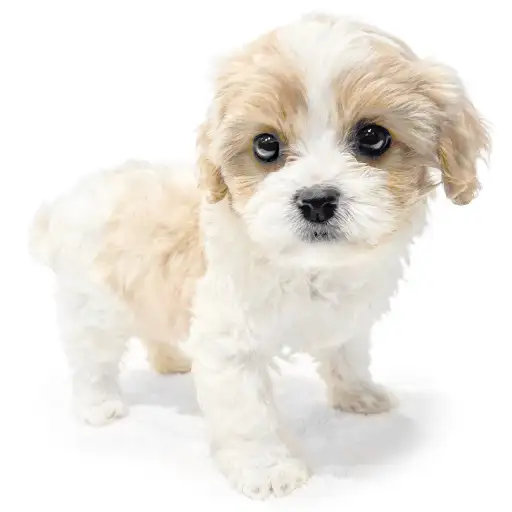 MIX（キャバリアキングチャールズスパニエル×ビションフリーゼ）