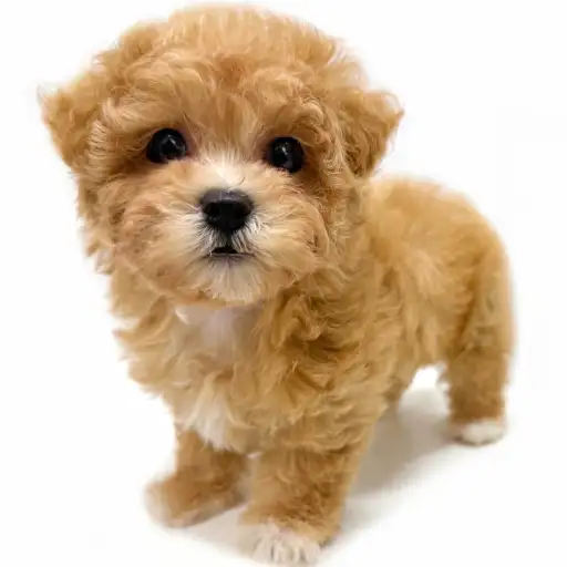 MIX（トイプードル×マルチーズ）