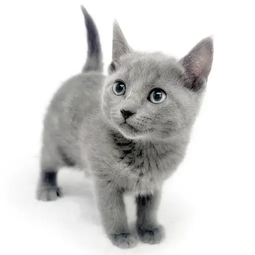 ロシアンブルー