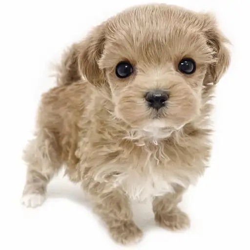 MIX（マルチーズ×トイプードル）