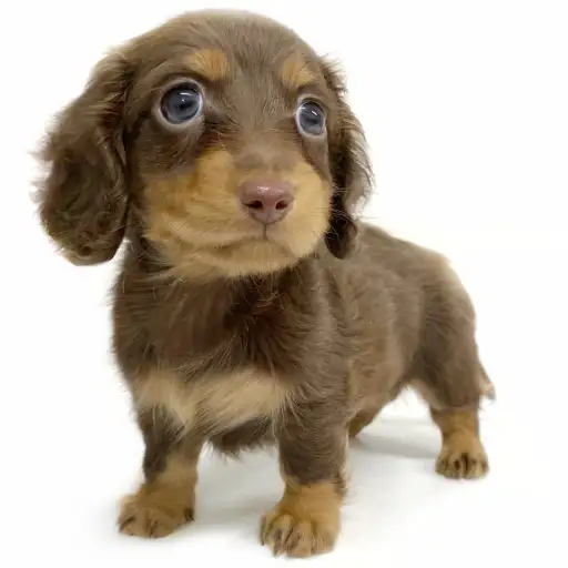 ミニチュア・ダックスフント