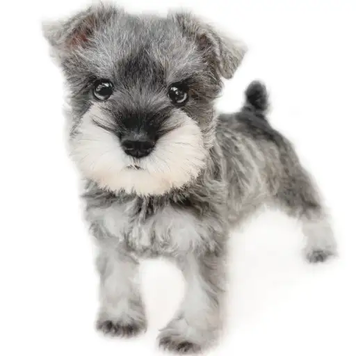 ミニチュア・シュナウザー