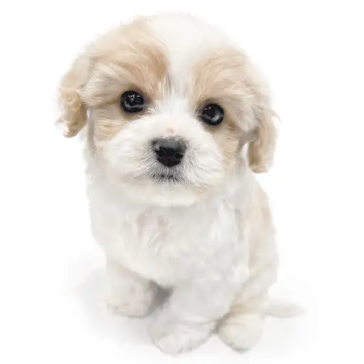 MIX（キャバリアキングチャールズスパニエル×ビションフリーゼ）