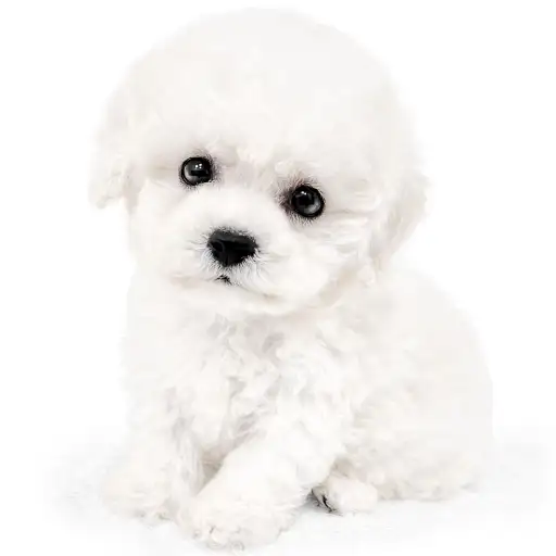 ビションフリーゼ