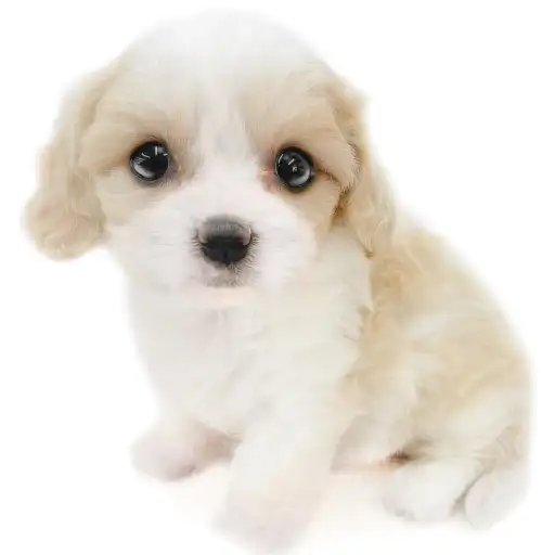 MIX（キャバリアキングチャールズスパニエル×ビションフリーゼ）