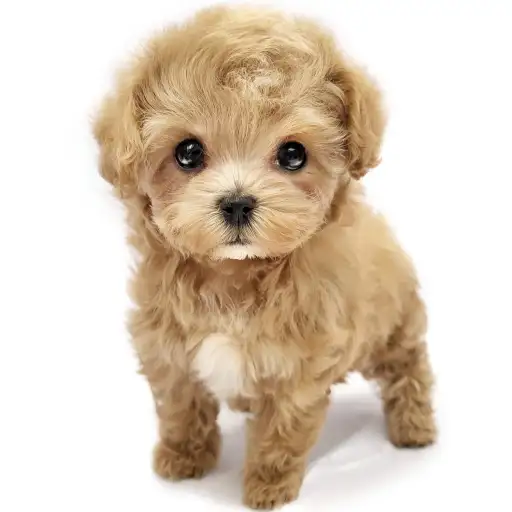 MIX（マルチーズ×トイプードル）