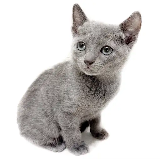 ロシアンブルー