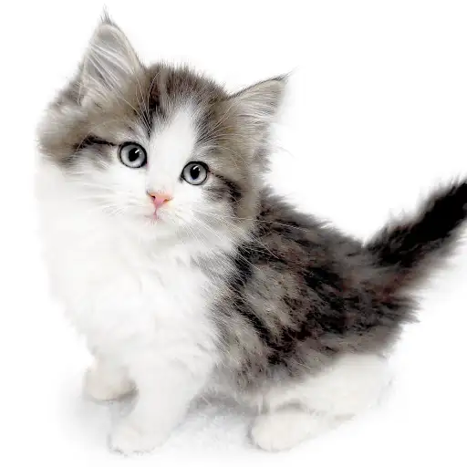 ノルウェージャンフォレストキャット