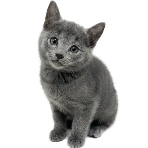 ロシアンブルー