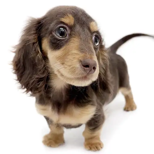 ミニチュア・ダックスフント